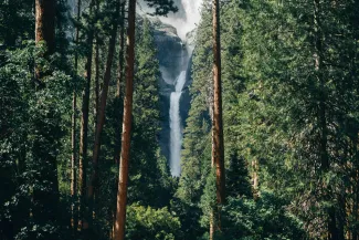 a group of tall trees with a waterfall in the background by Peter Thomas courtesy of Unsplash.