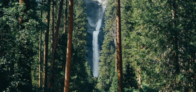 a group of tall trees with a waterfall in the background by Peter Thomas courtesy of Unsplash.